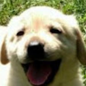 Meet your Posher, Will